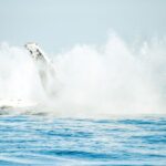 Byron Bay: Whale Watching Cruise with a Marine Biologist - The Experience in Detail