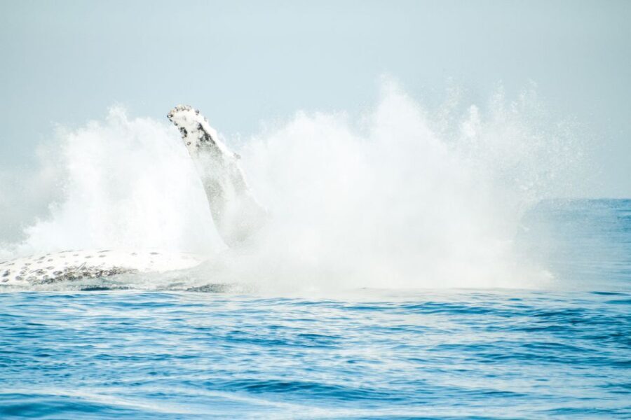 Byron Bay: Whale Watching Cruise with a Marine Biologist - The Experience in Detail