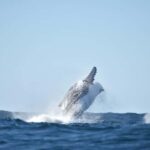 Byron Bay: Whale Watching Tour - The Itinerary in Detail