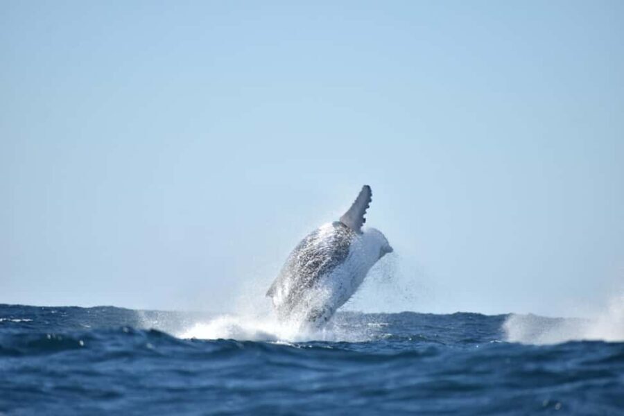Byron Bay: Whale Watching Tour - The Itinerary in Detail