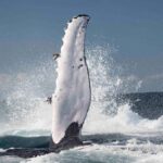 Byron Bay Whale Watching with Marine Biologist - Up Close with Humpback Whales