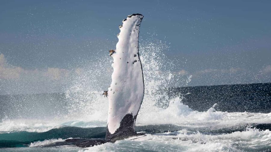 Byron Bay Whale Watching with Marine Biologist - Up Close with Humpback Whales