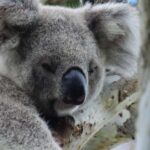 Byron Bay Wild Koala Tour - The Value of the Experience