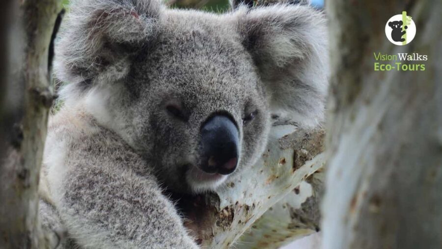 Byron Bay Wild Koala Tour - The Value of the Experience