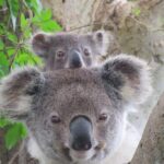 Byron Bay Wildlife Safari - Practical Tips for Travelers