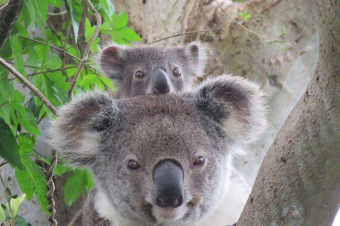 Byron Bay Wildlife Safari - Practical Tips for Travelers