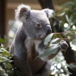 Byron Bay Wildlife Sanctuary Entry Ticket - Final Thoughts