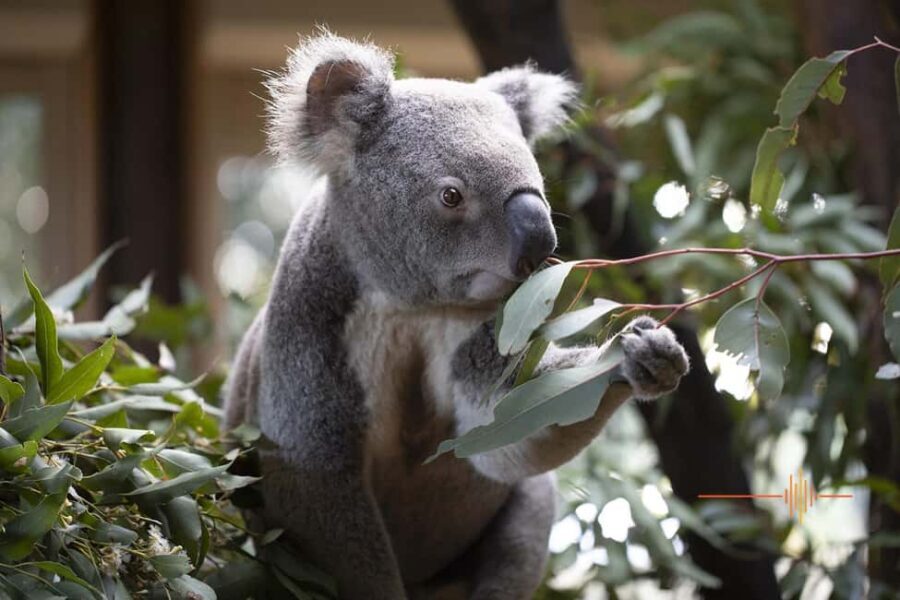 Byron Bay Wildlife Sanctuary Entry Ticket - Final Thoughts