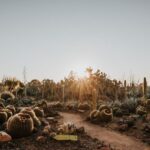 Cactus Country: Entry Ticket - Discovering Australia’s Largest Cactus Garden