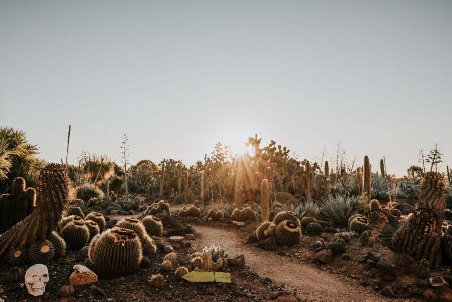Cactus Country: Entry Ticket - Discovering Australia’s Largest Cactus Garden