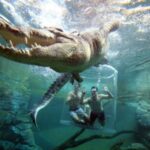 "Cage Of Death" Crocodile Swim and Entry to Crocosaurus Cove - Value and Pricing