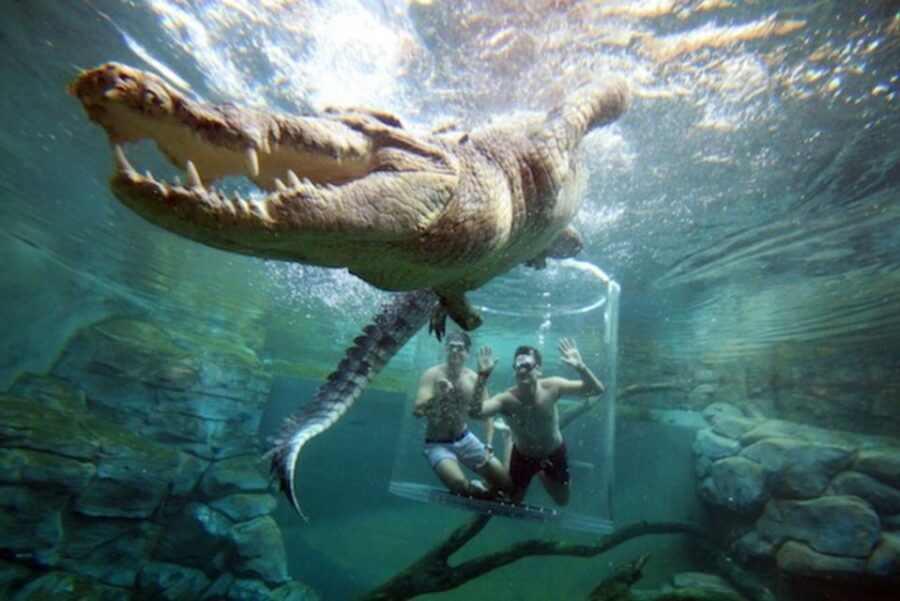 "Cage Of Death" Crocodile Swim and Entry to Crocosaurus Cove - Value and Pricing