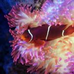 Cairns Aquarium by Twilight Tour - Why Its Worth the Price