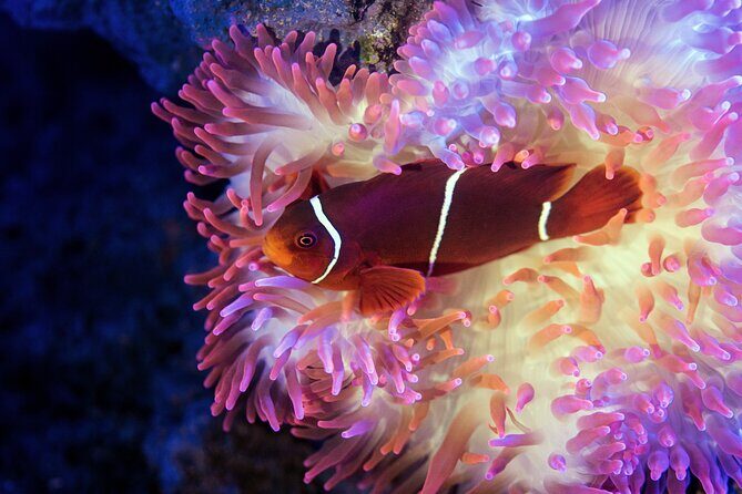 Cairns Aquarium by Twilight Tour - Why Its Worth the Price