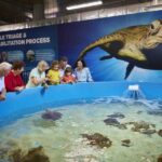 Cairns Aquarium Turtle Hospital and City Sightseeing Tour - Guided Cairns City and Surroundings Tour