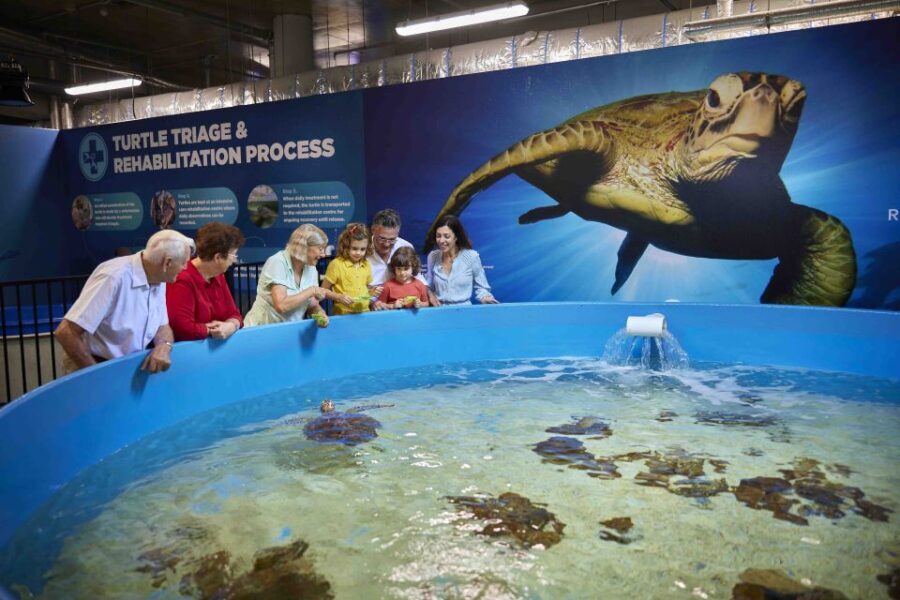 Cairns Aquarium Turtle Hospital and City Sightseeing Tour - Guided Cairns City and Surroundings Tour