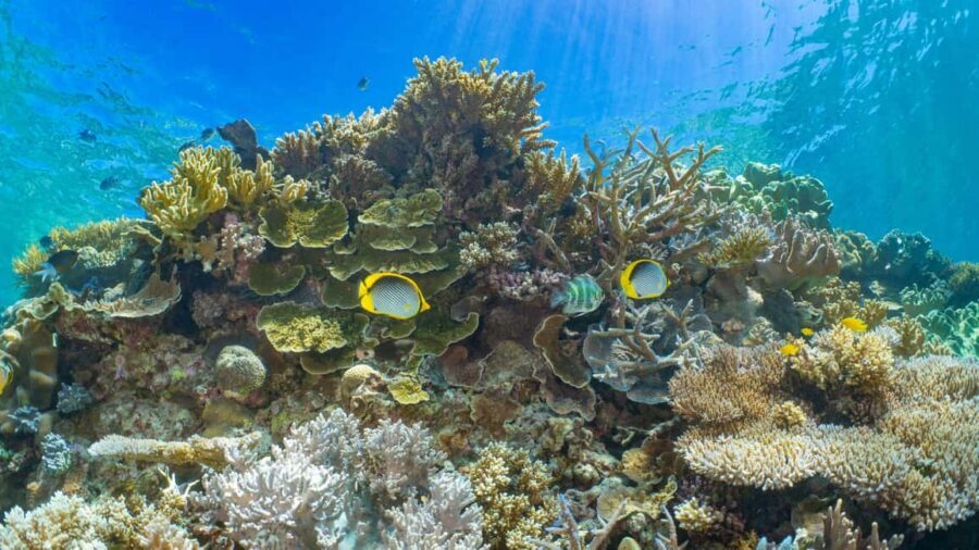 Cairns: Great Barrier Reef and Fitzroy Island Boat Tour - What Sets This Tour Apart