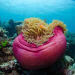 Cairns: Great Barrier Reef Overnight Snorkeling Boat Trip - Final Thoughts