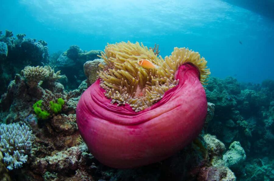 Cairns: Great Barrier Reef Overnight Snorkeling Boat Trip - Final Thoughts