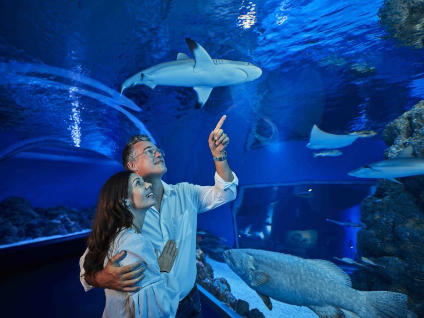 Cairns: Guided Twilight Tour of the Aquarium - What to Expect from the Cairns Twilight Tour
