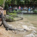 Cairns: Hartley's Crocodile Adventures Visit with Transfer - Why This Tour Delivers Value