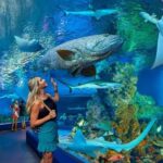 Cairns: Hot Air Balloon Flight & Cairns Aquarium Entry - What’s Included and What to Keep in Mind