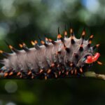 Cairns: Insect Photography Tour of Cairns Botanic Gardens - Who Will Love This Tour?