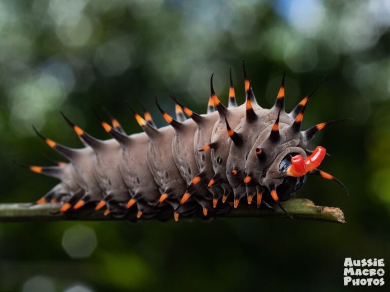 Cairns: Insect Photography Tour of Cairns Botanic Gardens - Who Will Love This Tour?