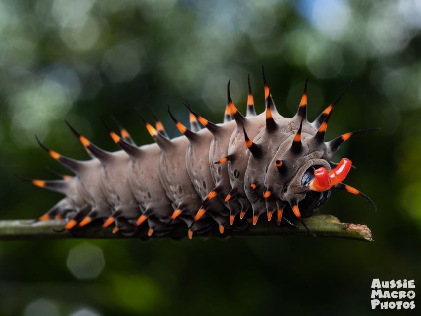 Cairns: Insect Photography Tour of Cairns Botanic Gardens - Who Will Love This Tour?