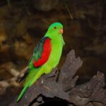 Cairns: Koalas and Creatures Entry Ticket - The Experience Itself — What Can You Expect?