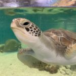 Cairns: Marine Life Encounter - A Closer Look at the Cairns Marine Life Encounter