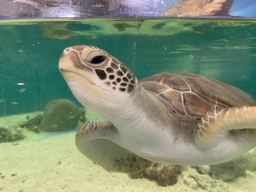 Cairns: Marine Life Encounter - A Closer Look at the Cairns Marine Life Encounter