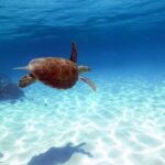 Cairns: Ocean Spirit Great Barrier Reef Full Day Tour - The Overall Experience: What Makes It Special