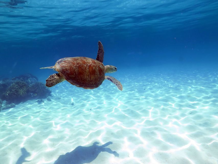 Cairns: Ocean Spirit Great Barrier Reef Full Day Tour - The Overall Experience: What Makes It Special