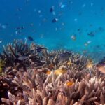 Cairns: Outer Great Barrier Reef & Dunk Island Small Group - The Catamaran Experience: Comfort Meets Efficiency