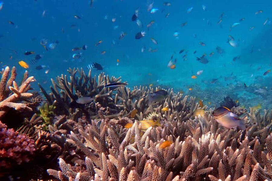 Cairns: Outer Great Barrier Reef & Dunk Island Small Group - The Catamaran Experience: Comfort Meets Efficiency