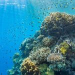 Cairns: Outer Great Barrier Reef Pontoon with Activities - Who Is This Tour Best For?