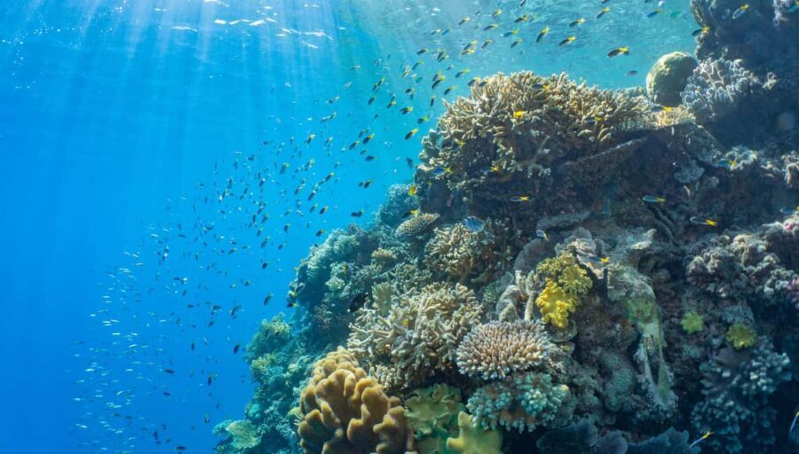 Cairns: Outer Great Barrier Reef Pontoon with Activities - Who Is This Tour Best For?