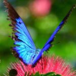 Cairns: Paronella, Lake Barrine & Millaa Millaa Falls Tour - Transportation, Timing, and Group Size