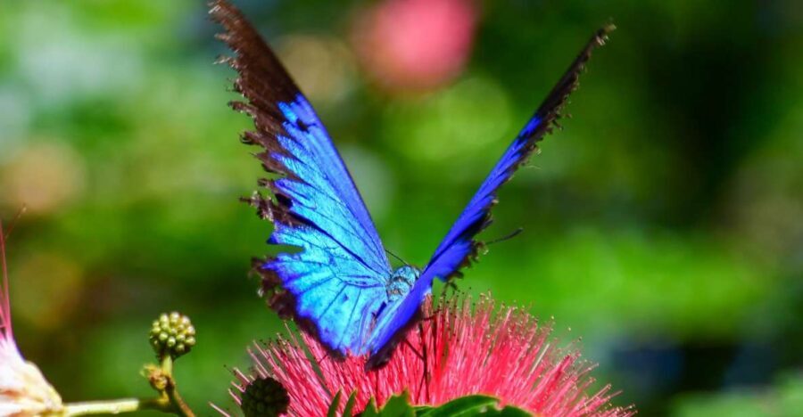 Cairns: Paronella, Lake Barrine & Millaa Millaa Falls Tour - Transportation, Timing, and Group Size