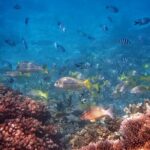 Cairns: Small Group | Outer Reef Snorkel & Dunk Island - Food & Beverage