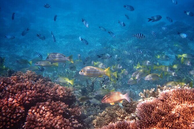 Cairns: Small Group | Outer Reef Snorkel & Dunk Island - Food & Beverage