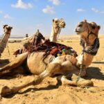 Cairo: Wadi El Ryan, El Fayoum Oasis & Bird Watching Tour - Authenticity and Guide Expertise