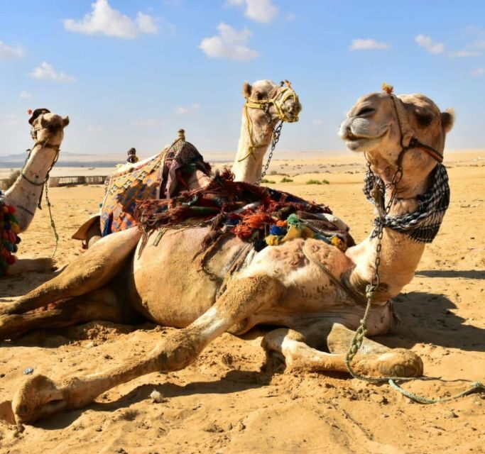 Cairo: Wadi El Ryan, El Fayoum Oasis & Bird Watching Tour - Authenticity and Guide Expertise