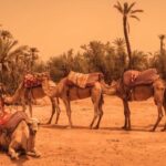 Camel Ride In Palmeraie 1 Hour, With Tea - What’s Included and What to Bring