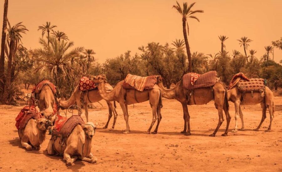 Camel Ride In Palmeraie 1 Hour, With Tea - What’s Included and What to Bring