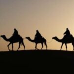 Camel Ride in the Palm Grove of Marrakech - What You Can Expect from the Tour