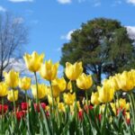 Canberra: Guided Tour of Floriade Festival with Transfers - What to Expect: Practical Details and Tips