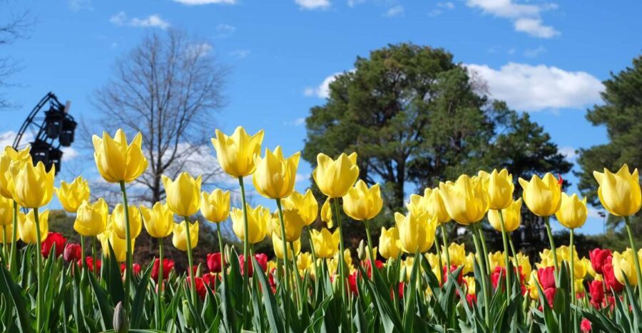 Canberra: Guided Tour of Floriade Festival with Transfers - What to Expect: Practical Details and Tips