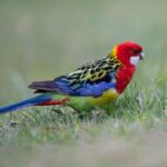 Canberra: Nature Tour with Lunch - Who This Tour Is Best For